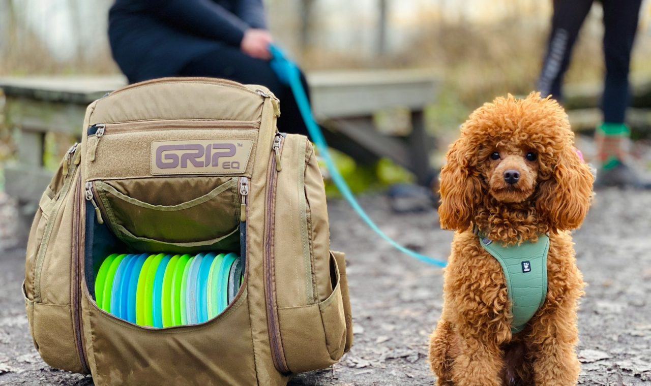 brown sitting dog beside open brown bag