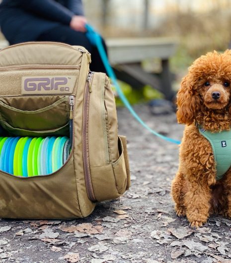 brown sitting dog beside open brown bag