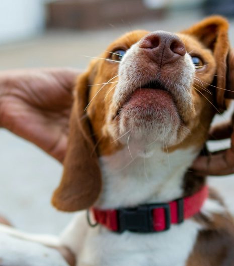 Beagle dog enjoying a gentle neck scratch from owner wearing a watch and bracelet