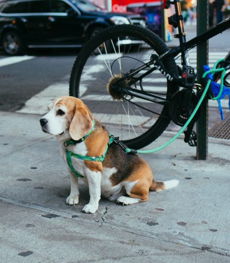 brown and white Beagle puppy corded to bicycle beside street