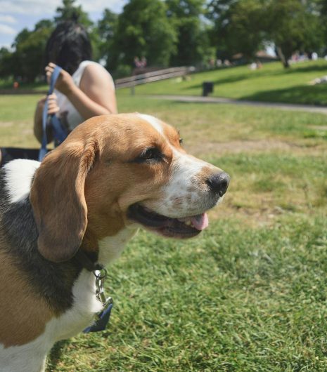 Beagle dog with owner enjoying a sunny day in a lush green park